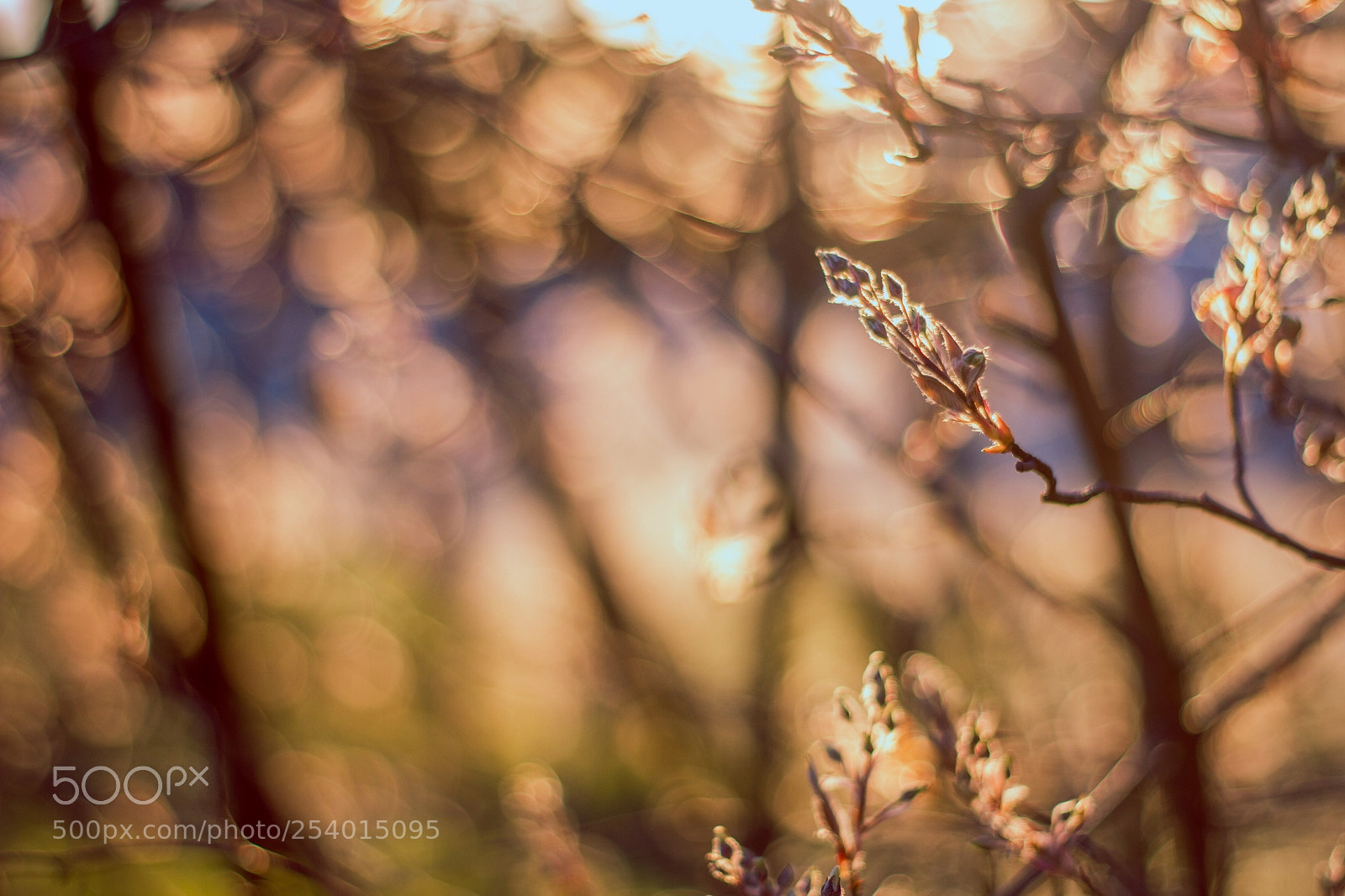 Canon EOS 7D sample photo. Sunset flower photography