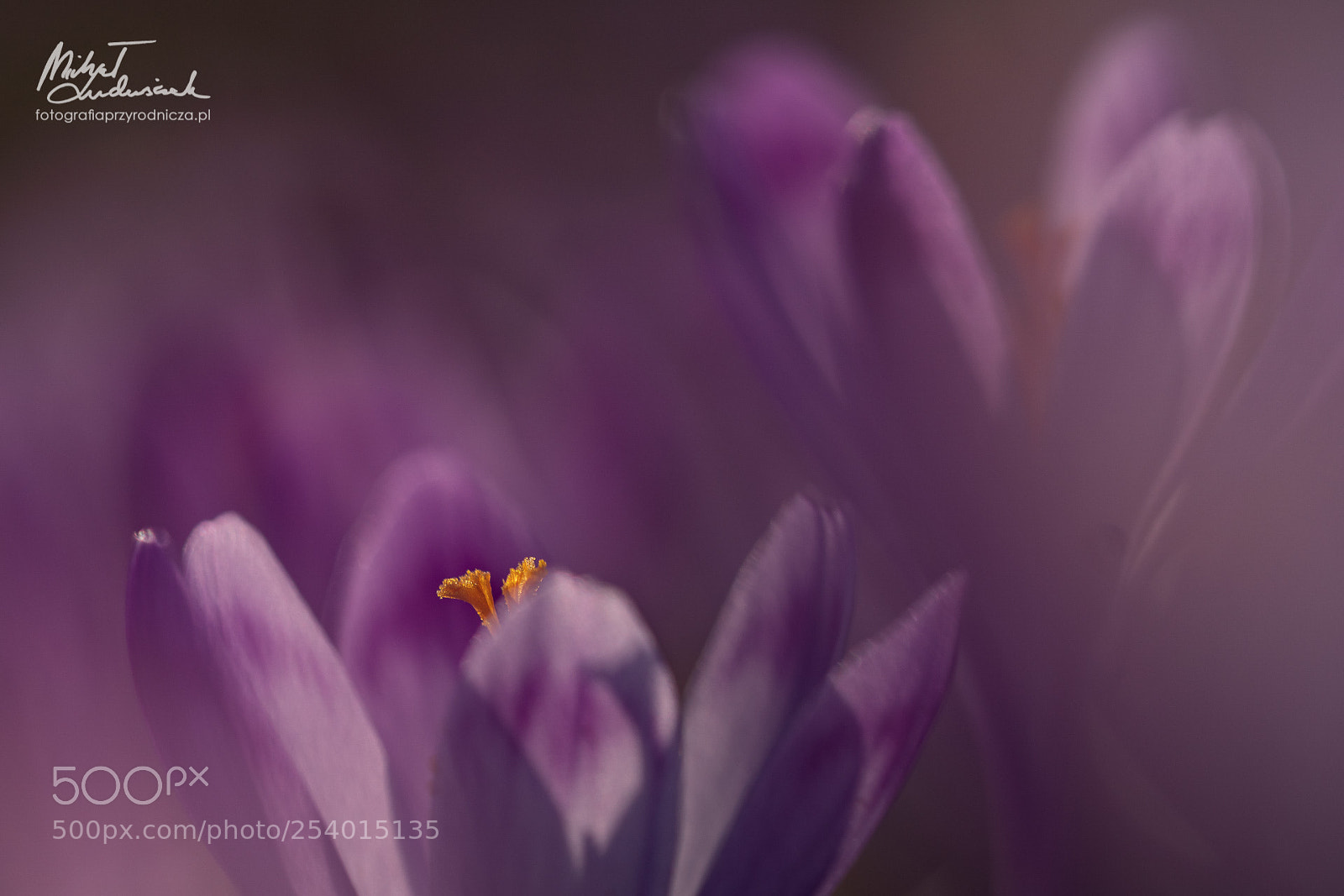 Sony a6500 sample photo. Crocus photography