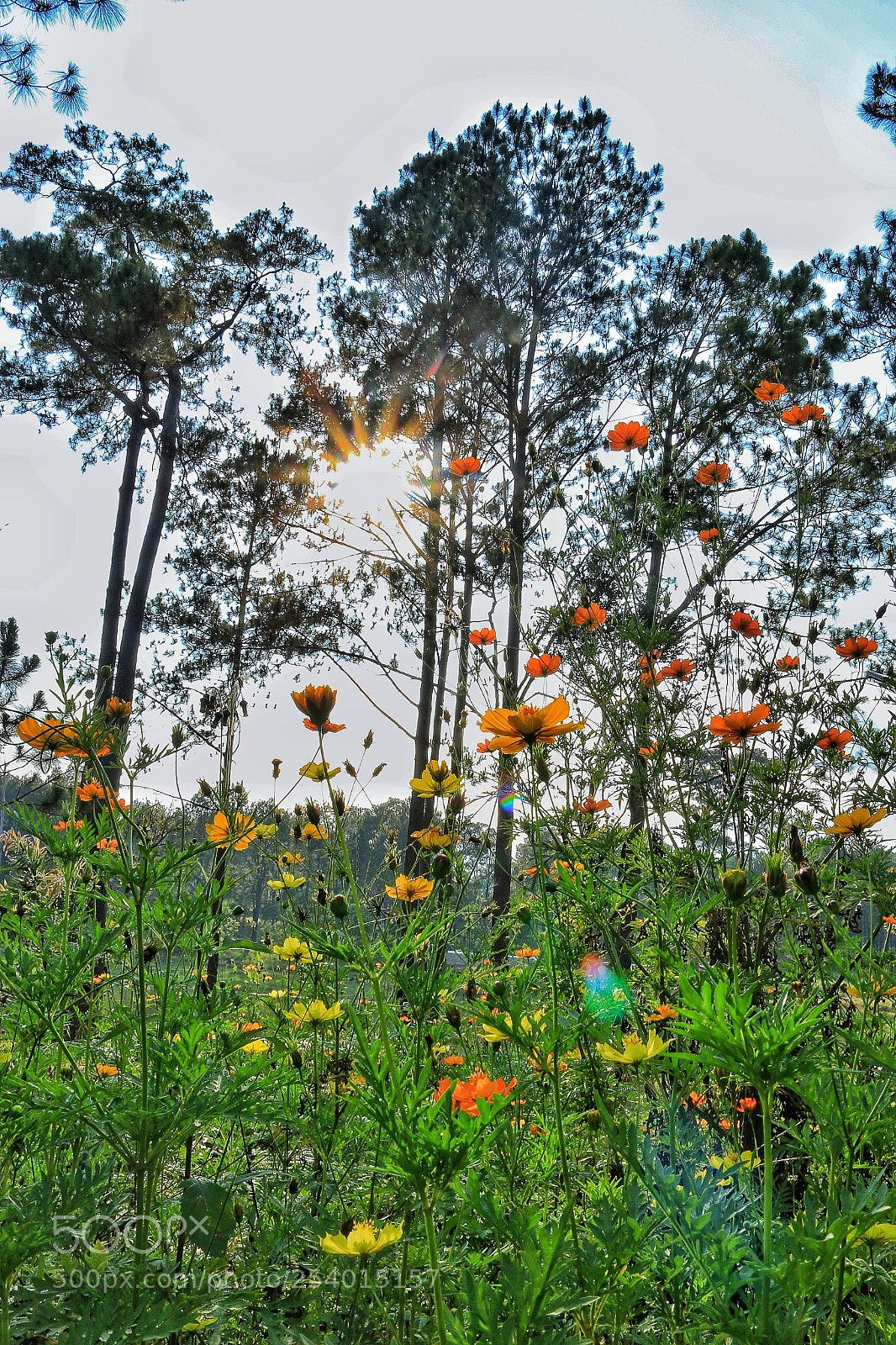Canon EOS 70D sample photo. Under pine tree photography