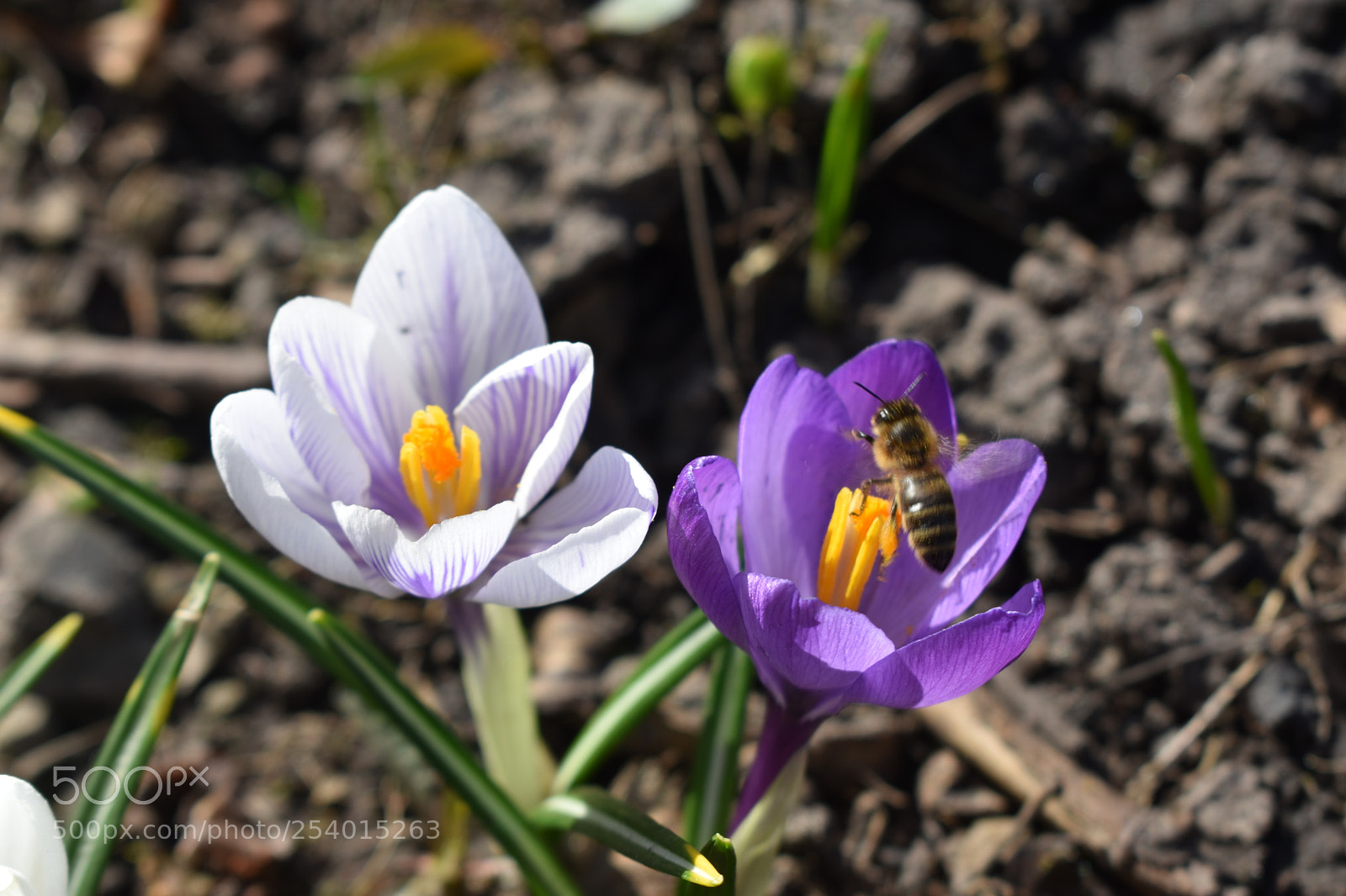 Nikon D3400 sample photo. Just a happy day photography