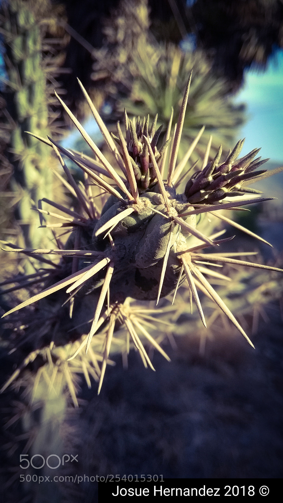 Motorola Moto G (5th Gen) sample photo. Espinas photography