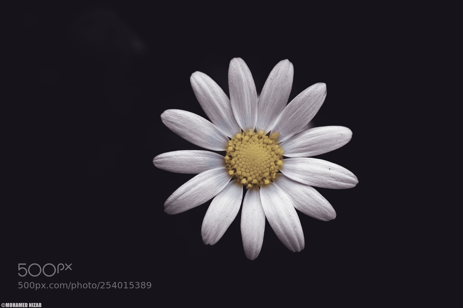 Canon EOS 760D (EOS Rebel T6s / EOS 8000D) sample photo. Flower photography