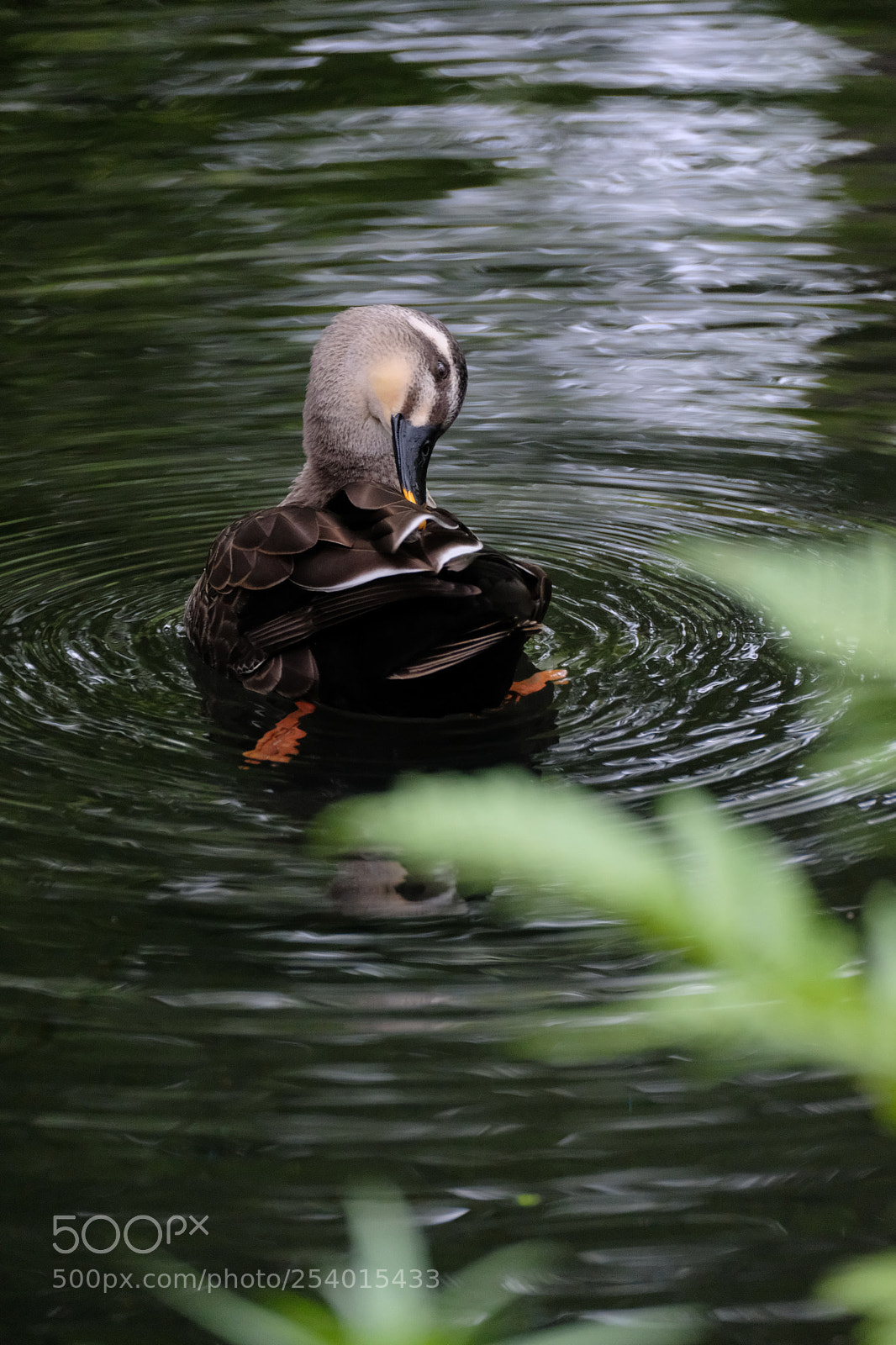 Fujifilm X-H1 sample photo. Ring on the water photography