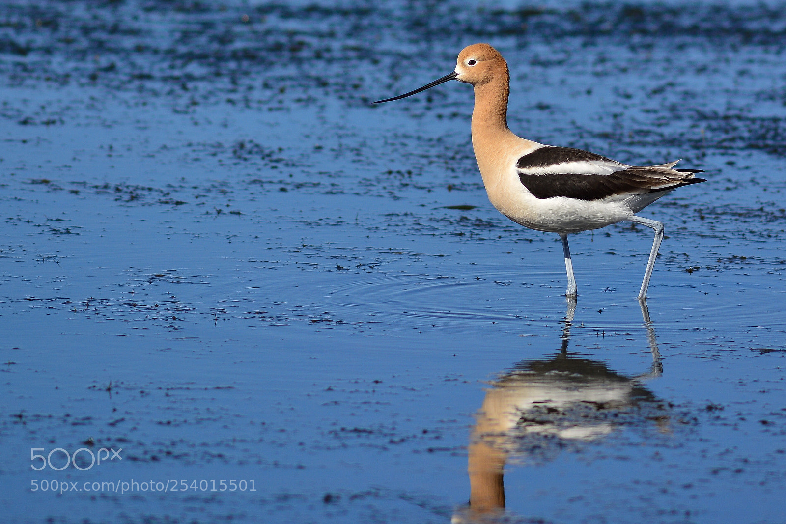 Nikon D7100 sample photo. American avocet photography