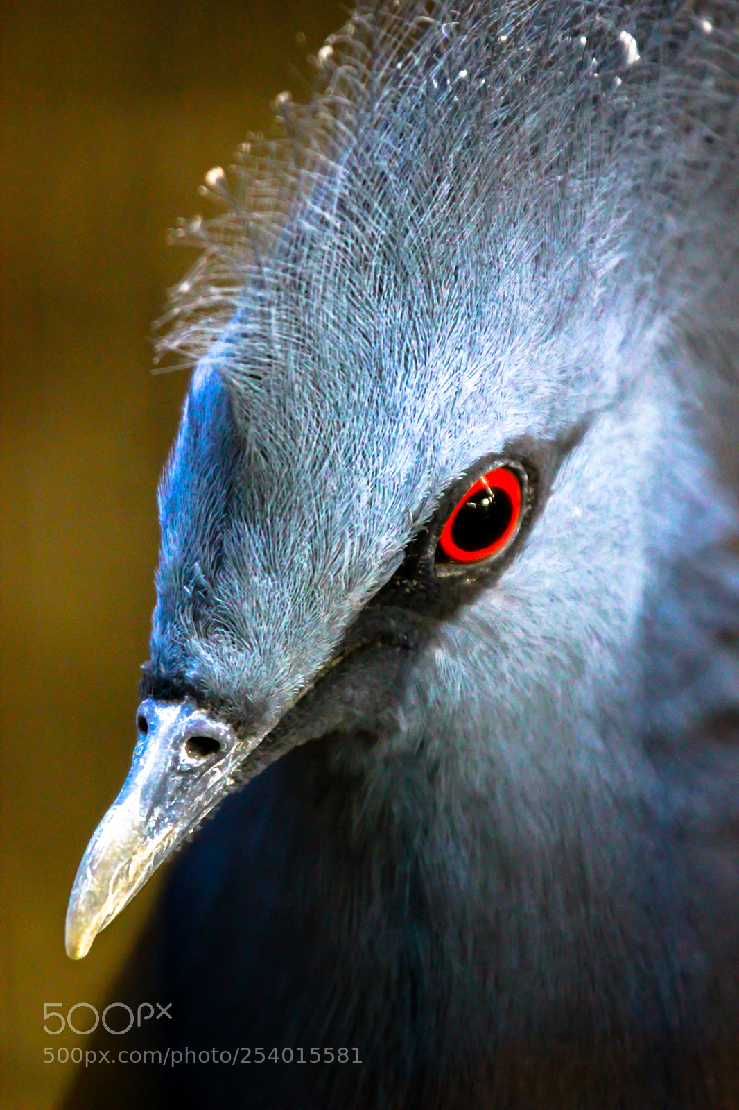 Canon EOS 550D (EOS Rebel T2i / EOS Kiss X4) sample photo. Victoria crowned pigeon photography