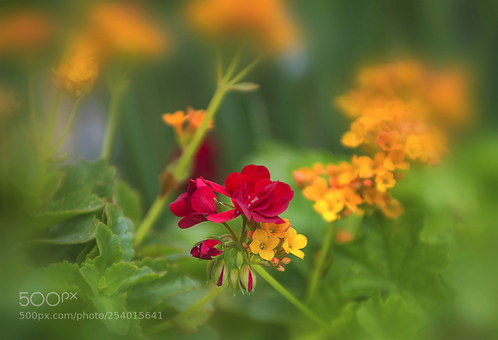 Nikon D600 sample photo. Nature beauty 8 photography
