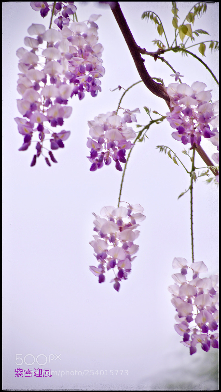 Nikon D610 sample photo. Hanging grape photography