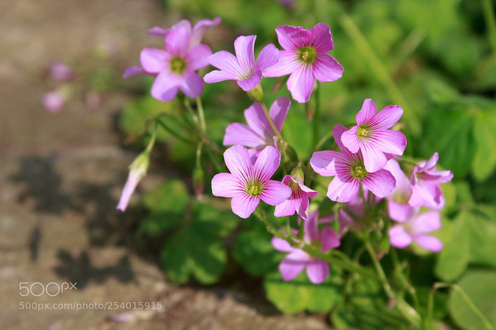 Canon EOS 600D (Rebel EOS T3i / EOS Kiss X5) sample photo. Oxalis photography