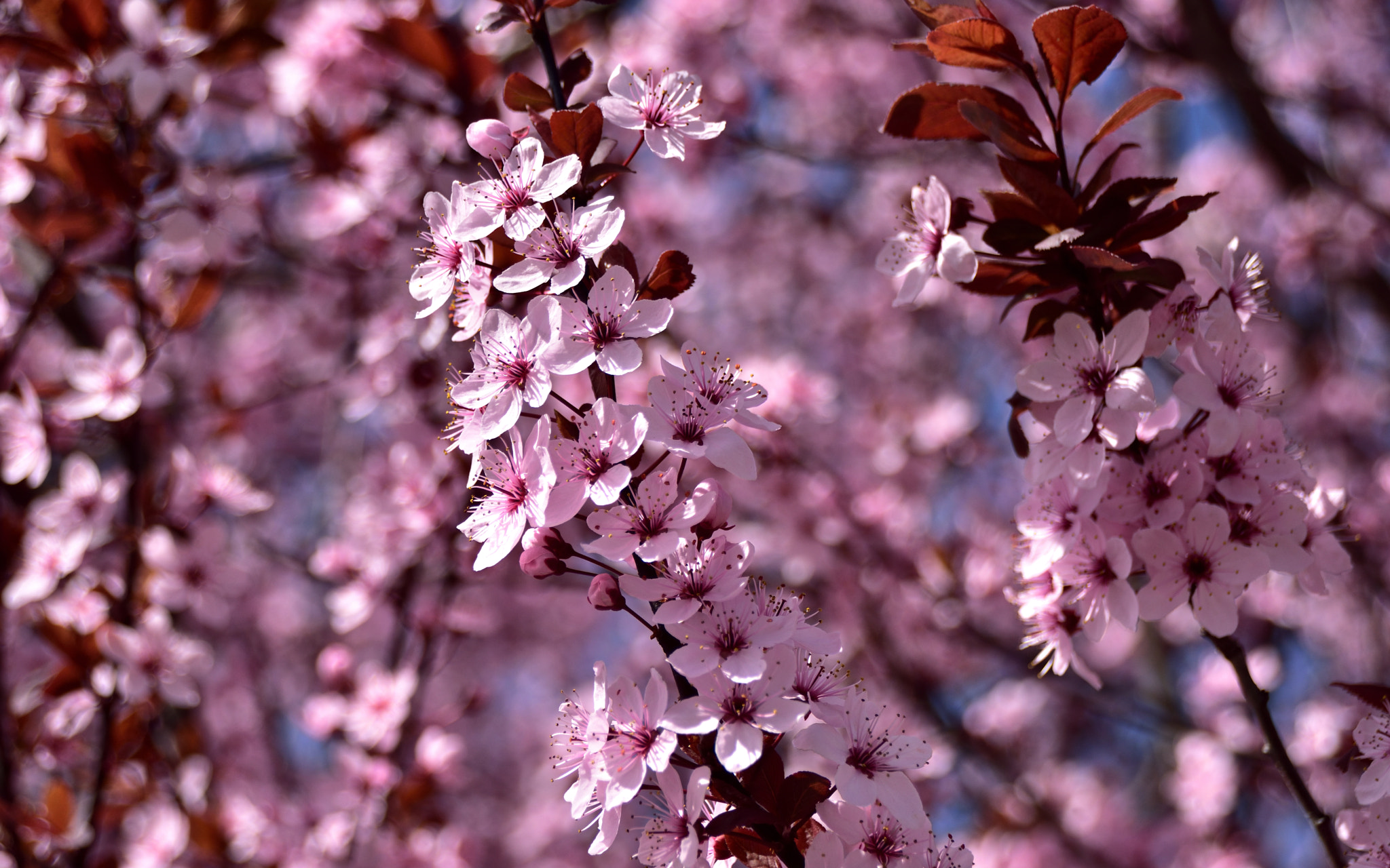 Nikon D7200 + Sigma 18-250mm F3.5-6.3 DC Macro OS HSM sample photo. The world of pink photography