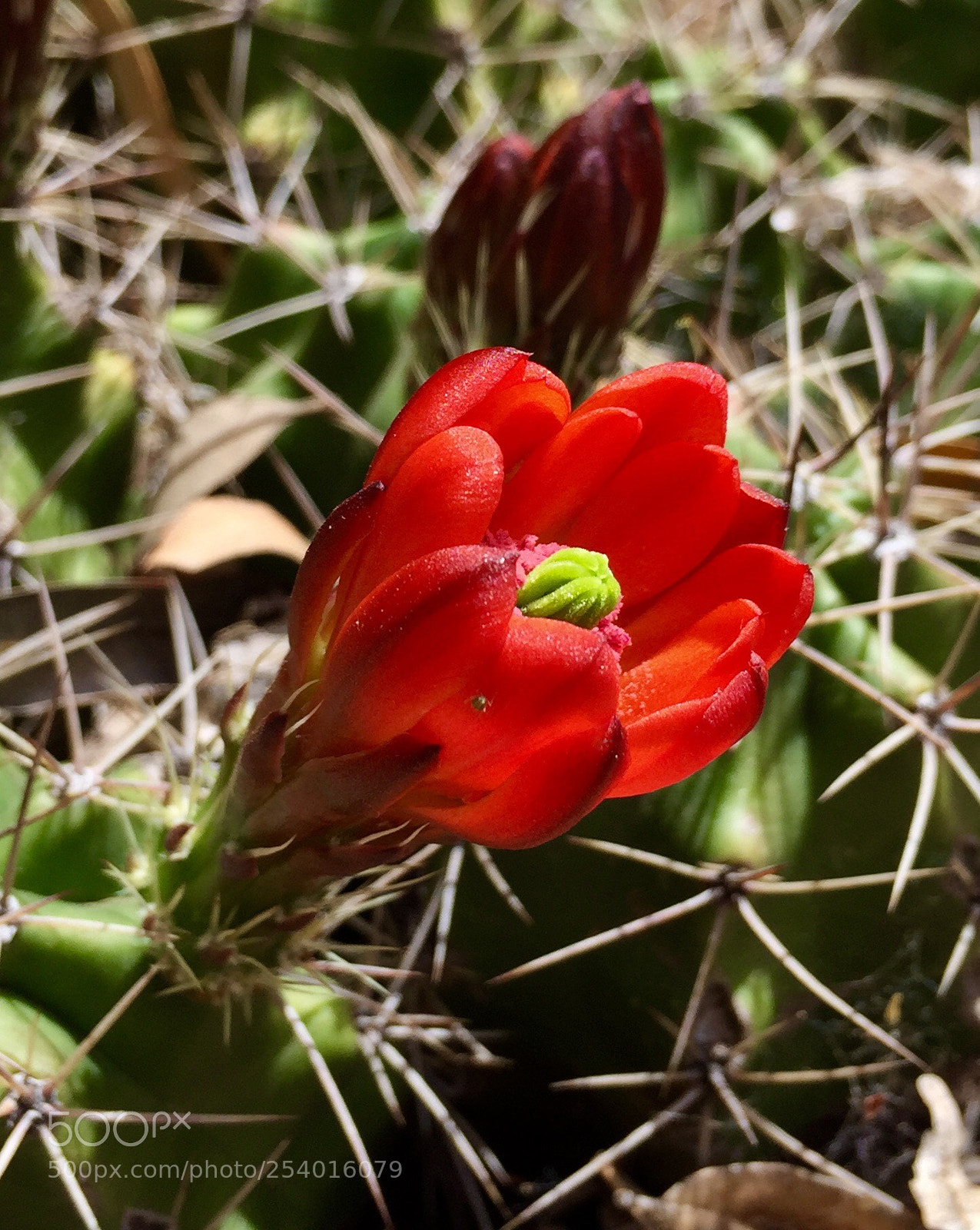 Apple iPhone 6 Plus sample photo. Texas hill country cactus photography