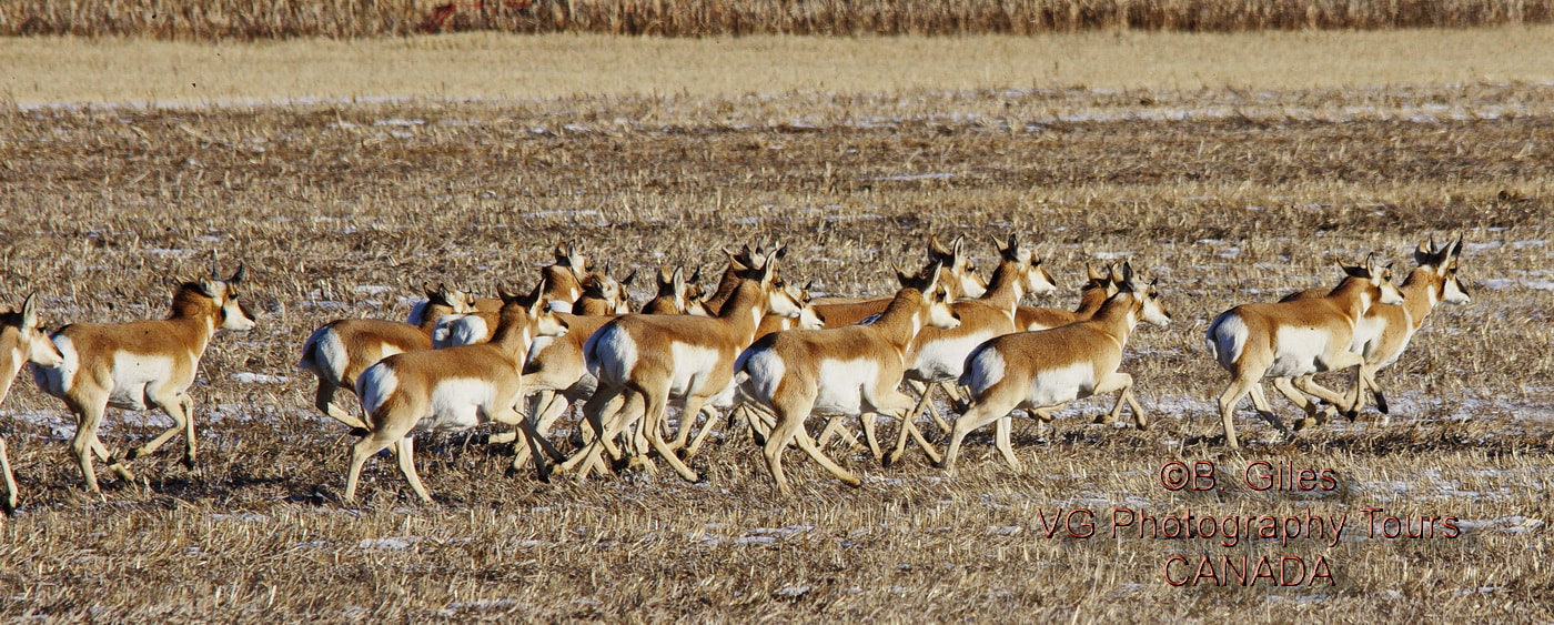 Pentax K-5 IIs + Sigma 150-500mm F5-6.3 DG OS HSM sample photo. Pure speed photography