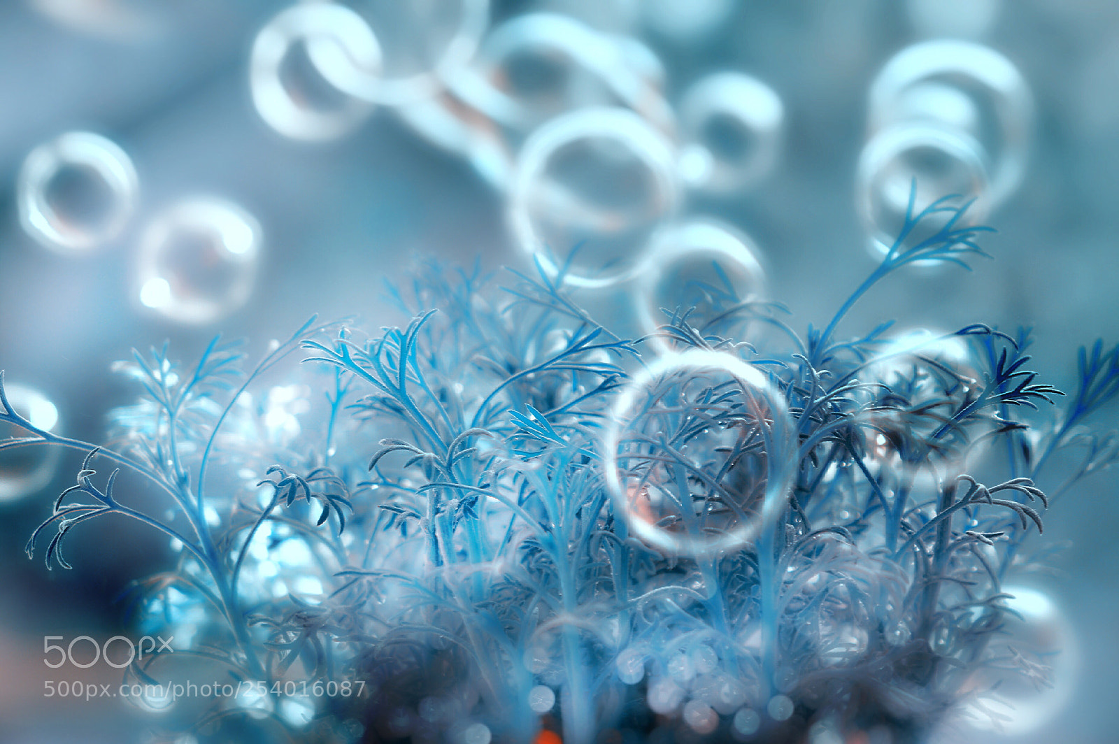 Nikon D3200 sample photo. Blow (soap) bubbles✧✧✧ photography