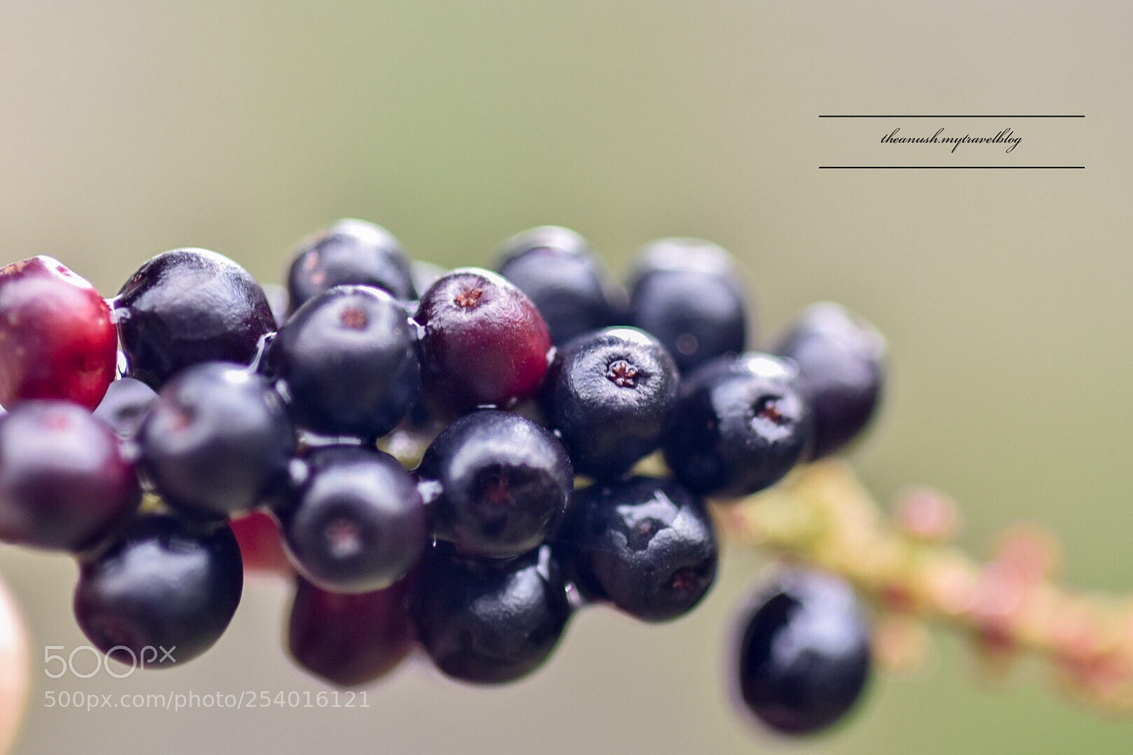 Nikon D7200 sample photo. Wild berries...! photography