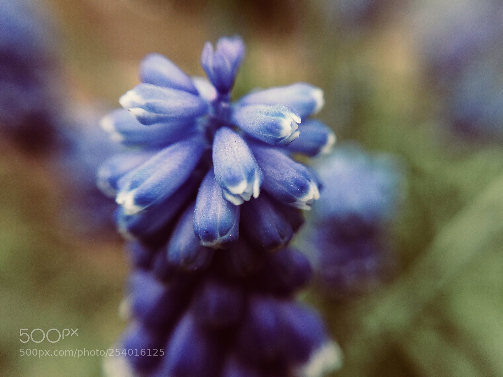 Apple iPhone 5s sample photo. Blue velvet  photography