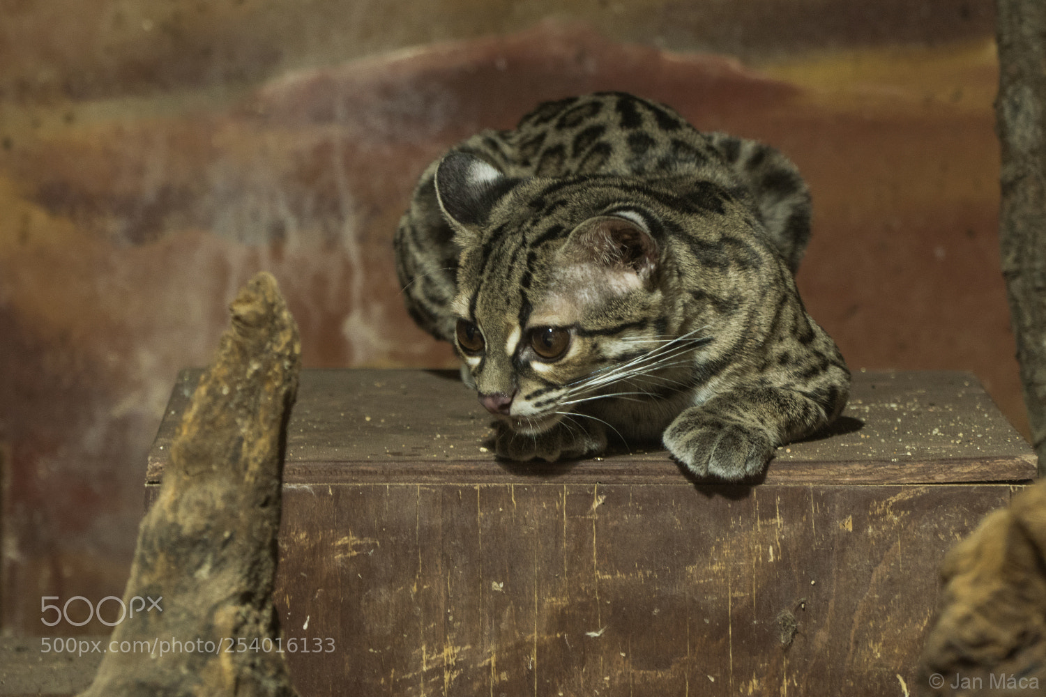 Sony ILCA-77M2 sample photo. Lurking margay - little photography