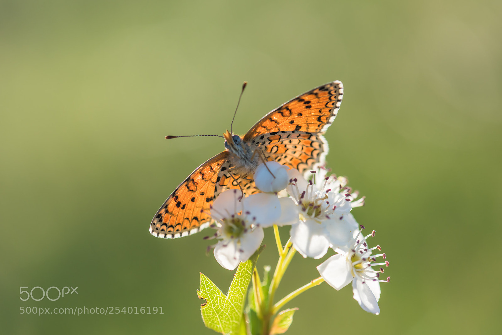 Nikon D810 sample photo. Butterfly.... photography