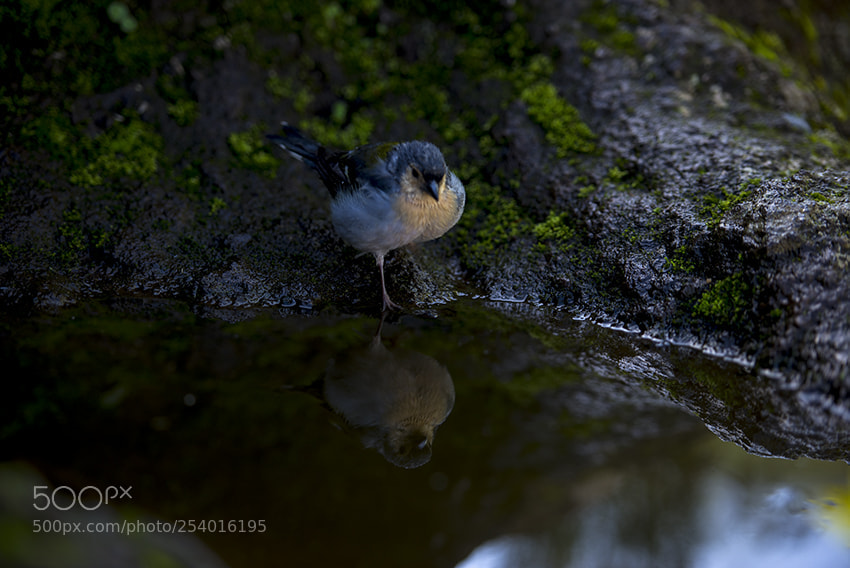 Nikon D610 sample photo. Ilha da madeira photography