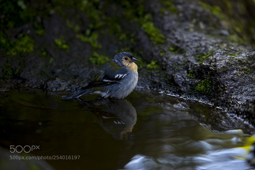 Nikon D610 sample photo. Ilha da madeira photography
