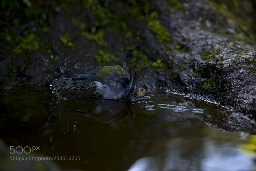 Nikon D610 sample photo. Ilha da madeira photography