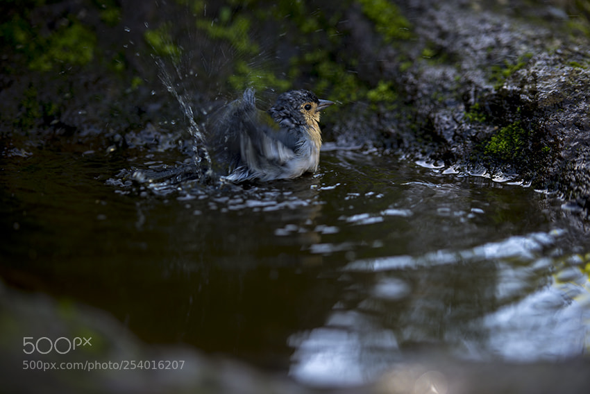 Nikon D610 sample photo. Ilha da madeira photography