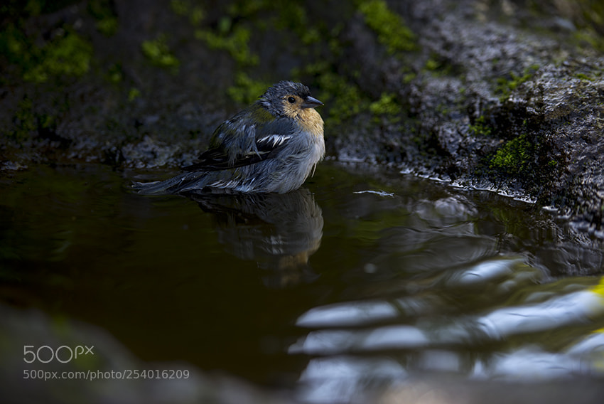 Nikon D610 sample photo. Ilha da madeira photography
