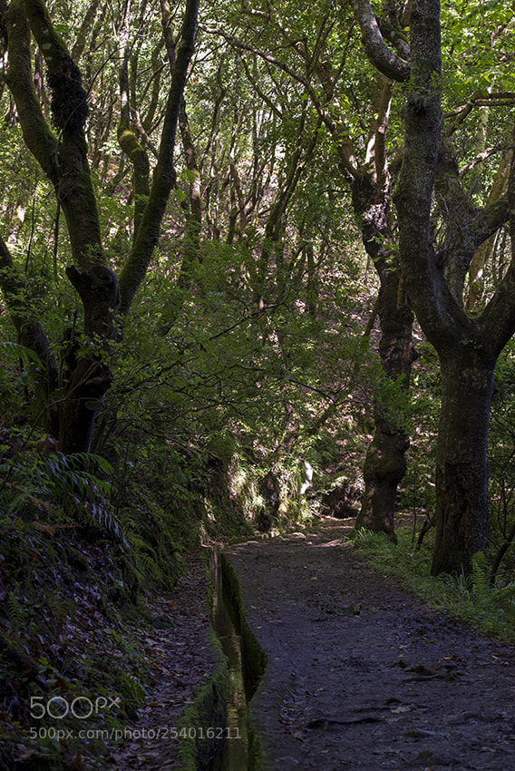 Nikon D610 sample photo. Ilha da madeira photography