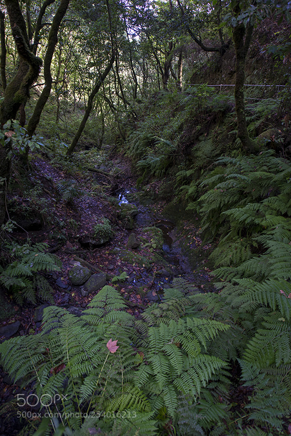 Nikon D610 sample photo. Ilha da madeira photography