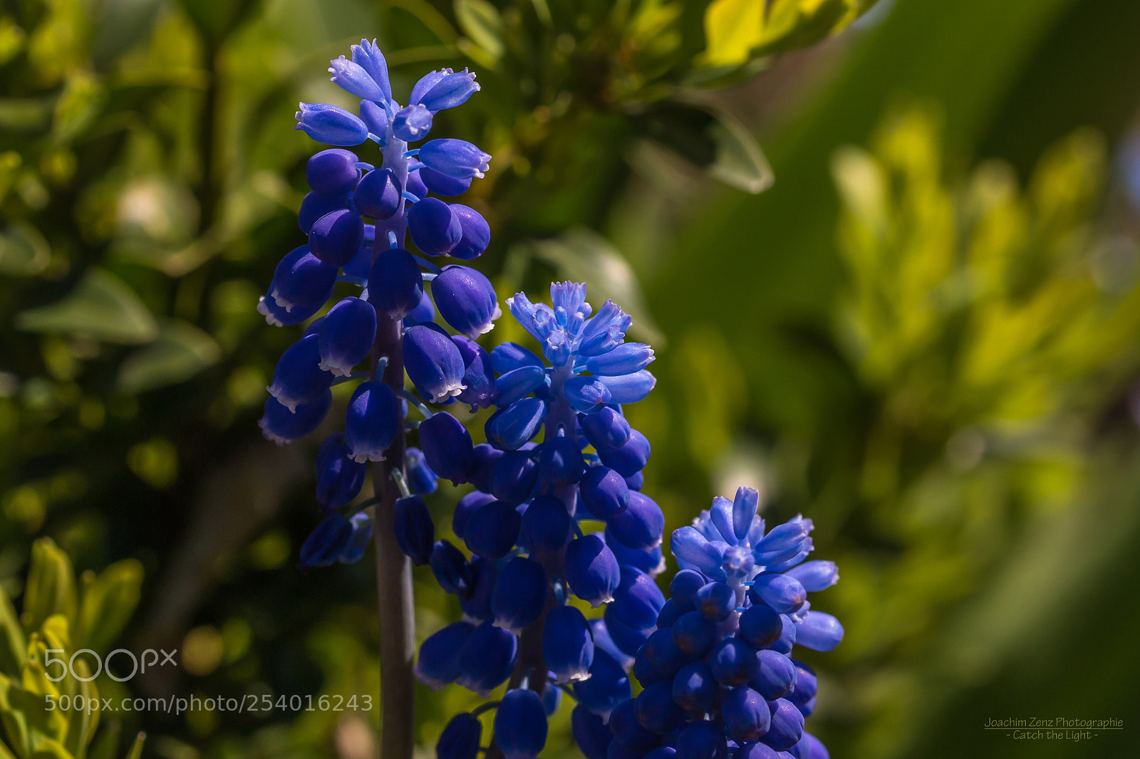Canon EOS 70D sample photo. Traubenhyazinthe ... photography