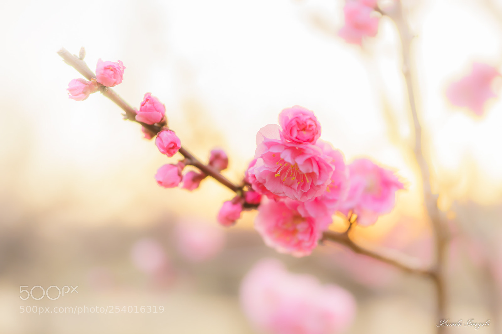 Sony SLT-A99V sample photo. Plum blossoms at dusk photography