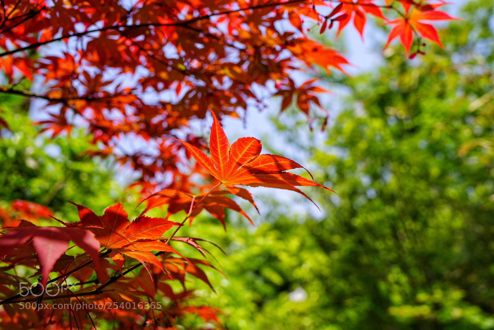 Pentax K-1 sample photo. Untitled photography