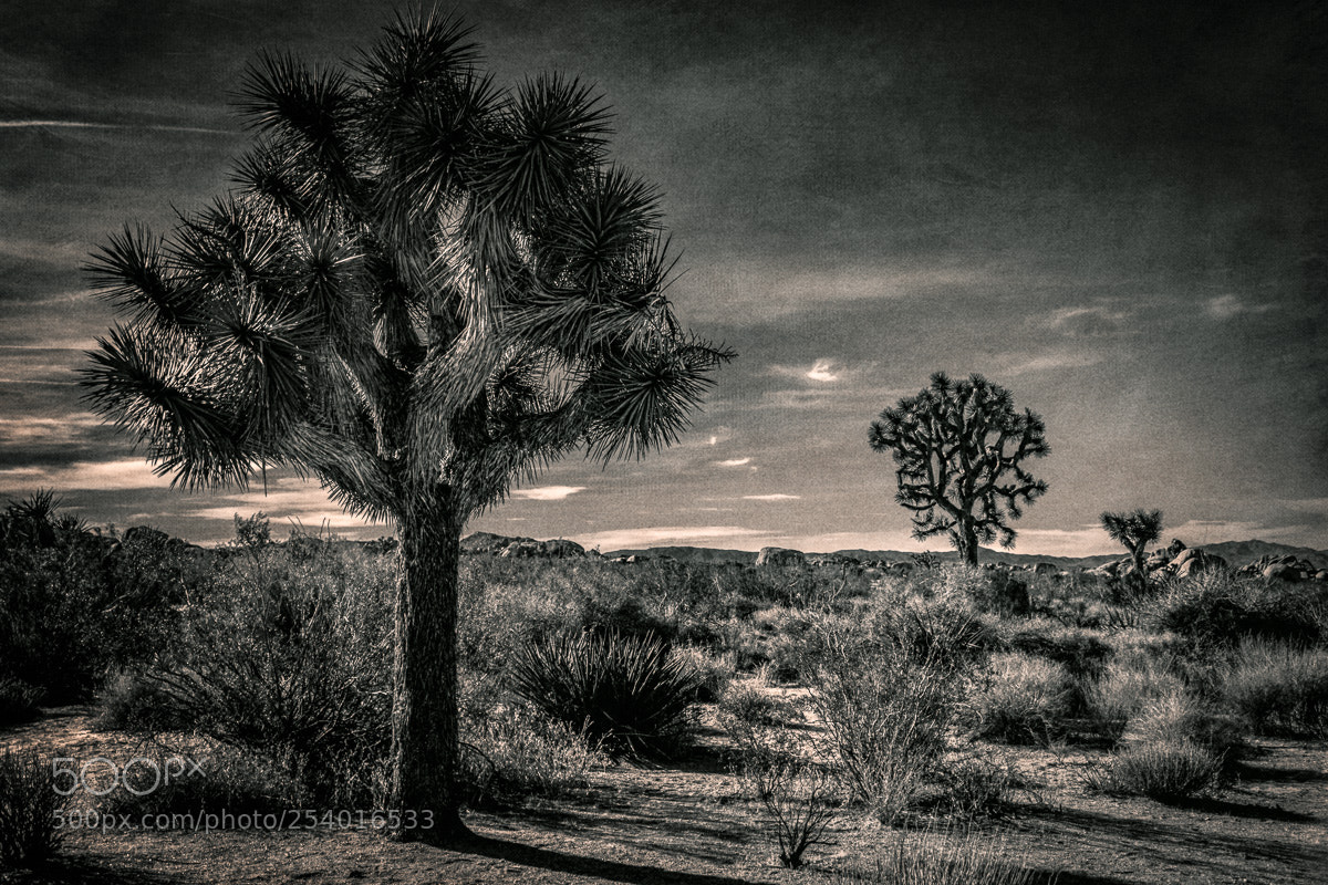Canon EOS 5D Mark II sample photo. Joshua tree photography