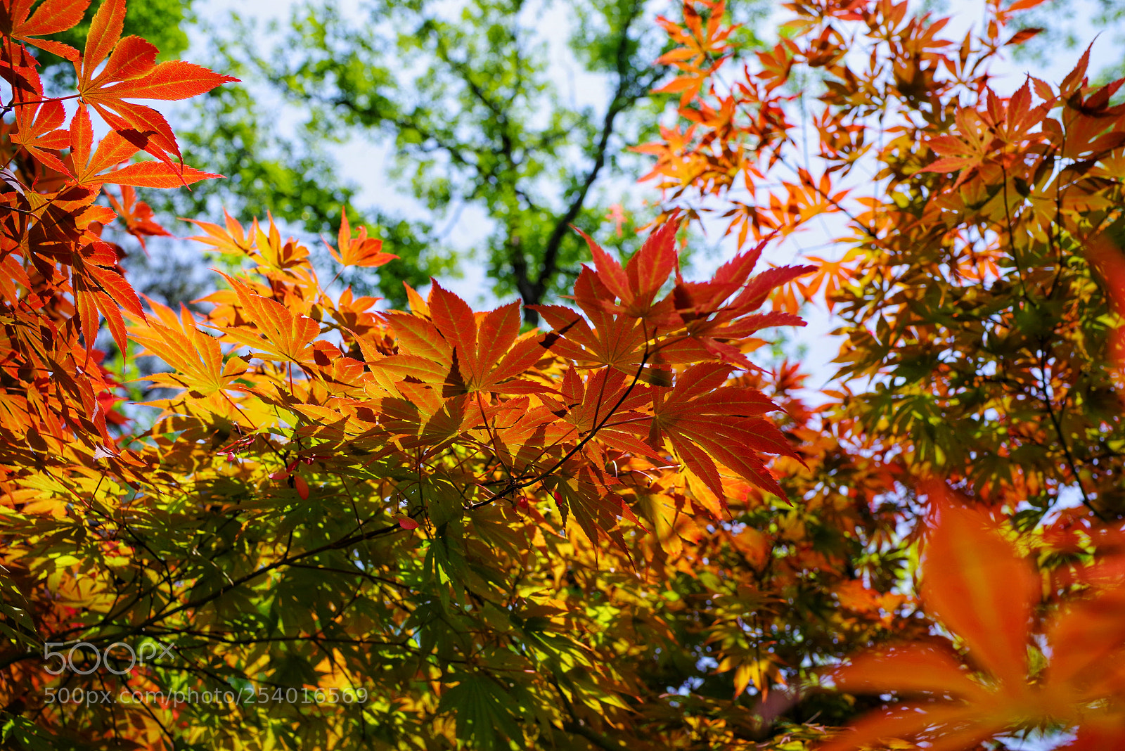 Pentax K-1 sample photo. Untitled photography
