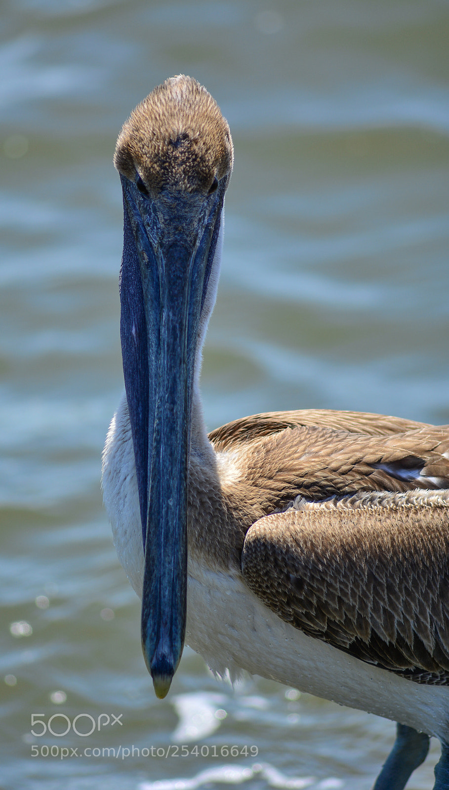 Nikon D7100 sample photo. Brown pelican photography