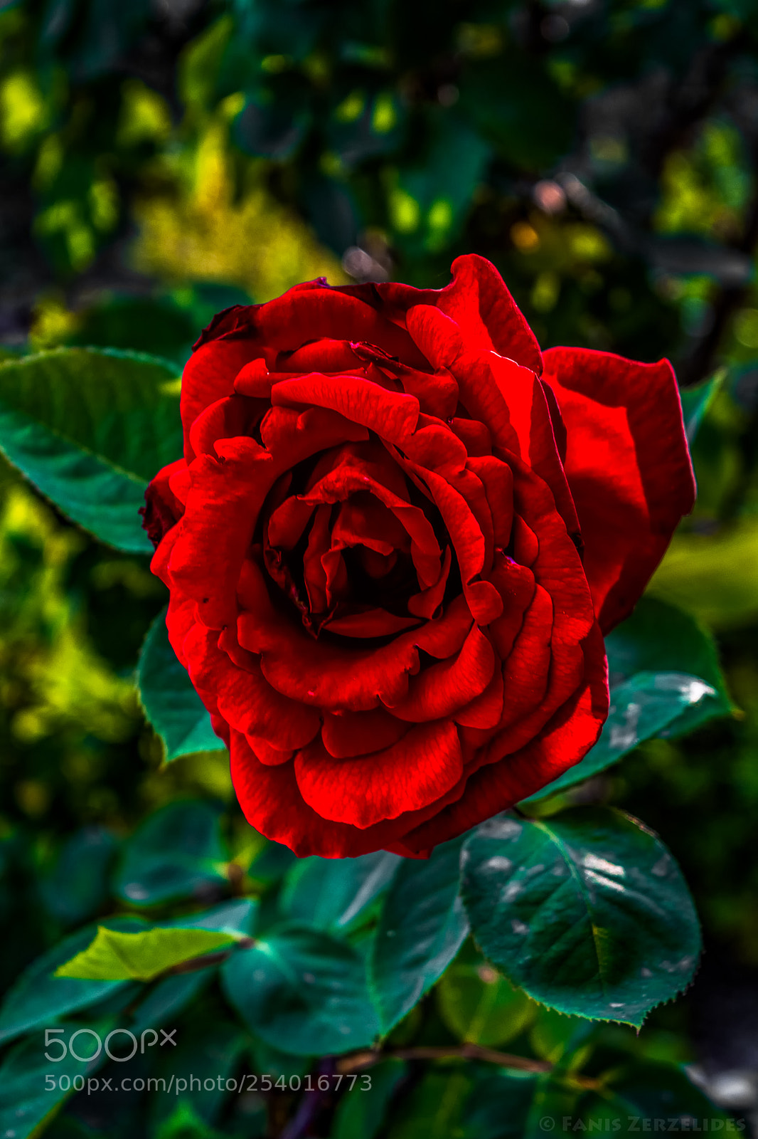 Nikon D5200 sample photo. Thorned beauty photography