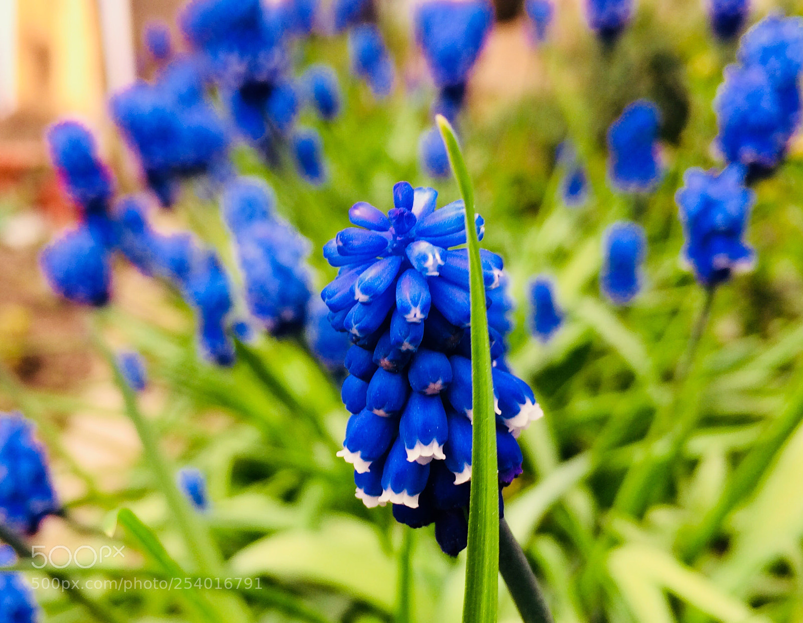 Apple iPhone 5s sample photo. Among same ones photography