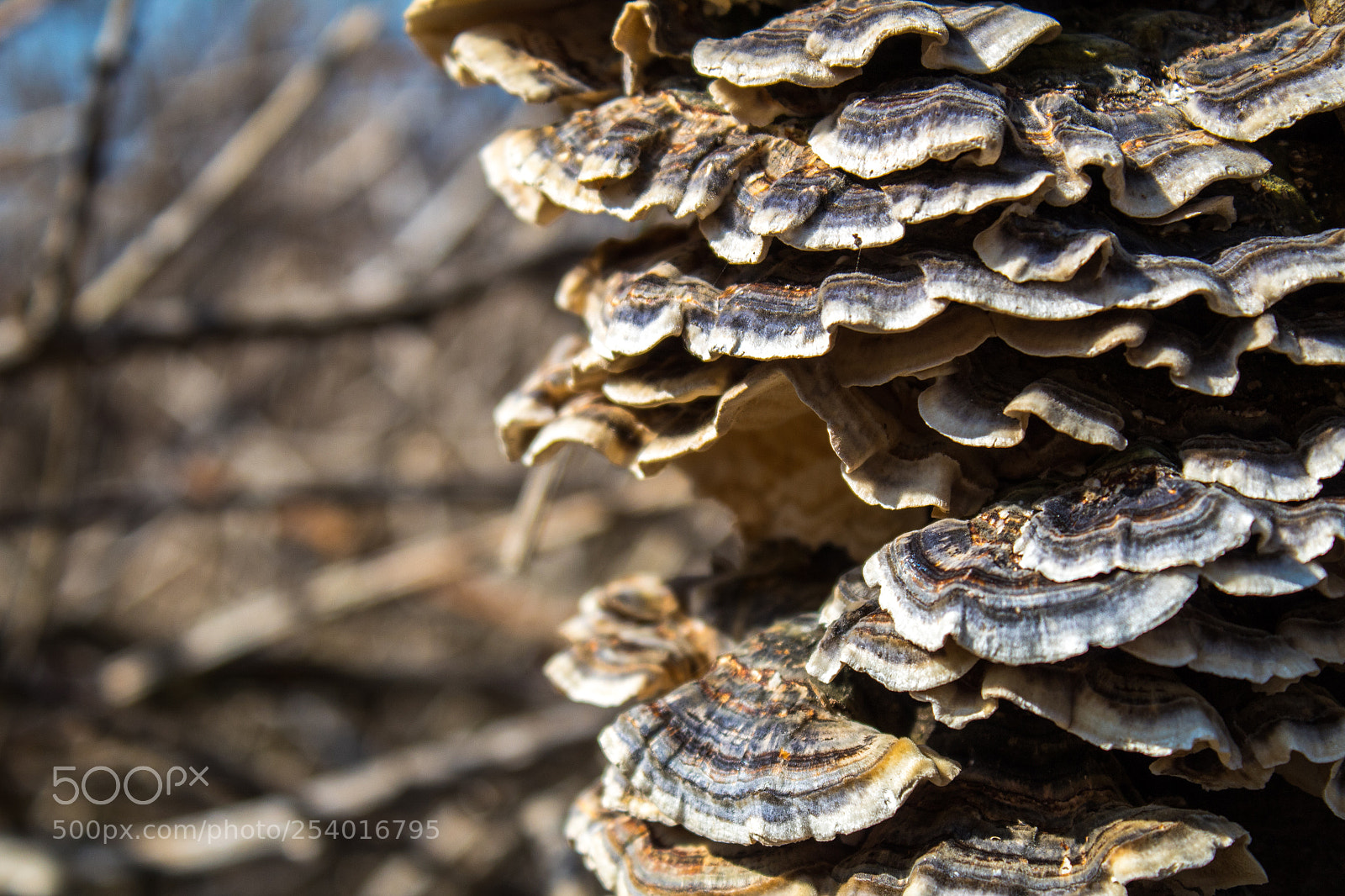 Canon EOS 1300D (EOS Rebel T6 / EOS Kiss X80) sample photo. Shrooms photography