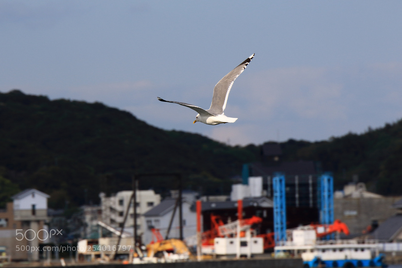Canon EOS 7D Mark II sample photo. Seagull photography