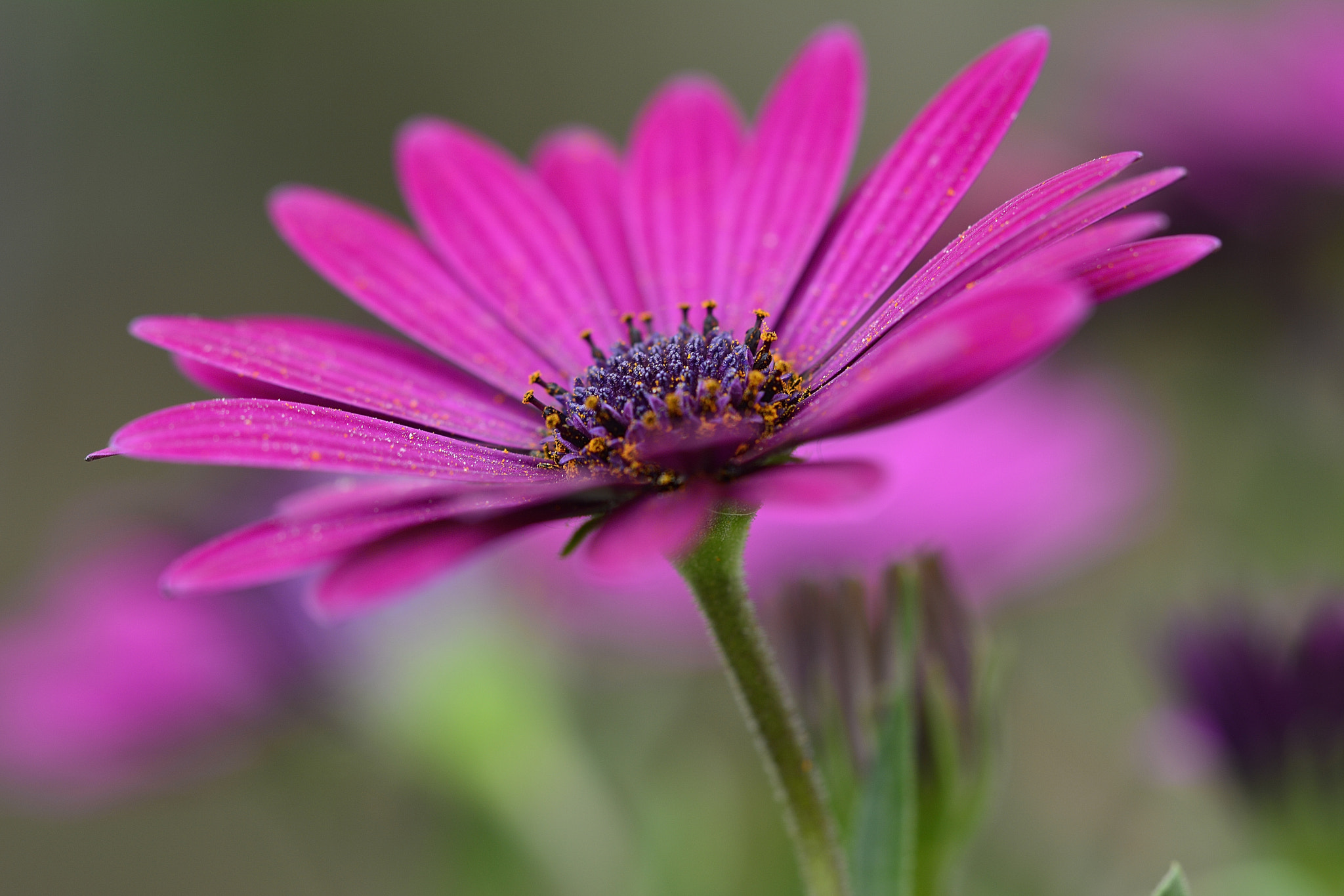 Nikon D7100 sample photo. Flower photography