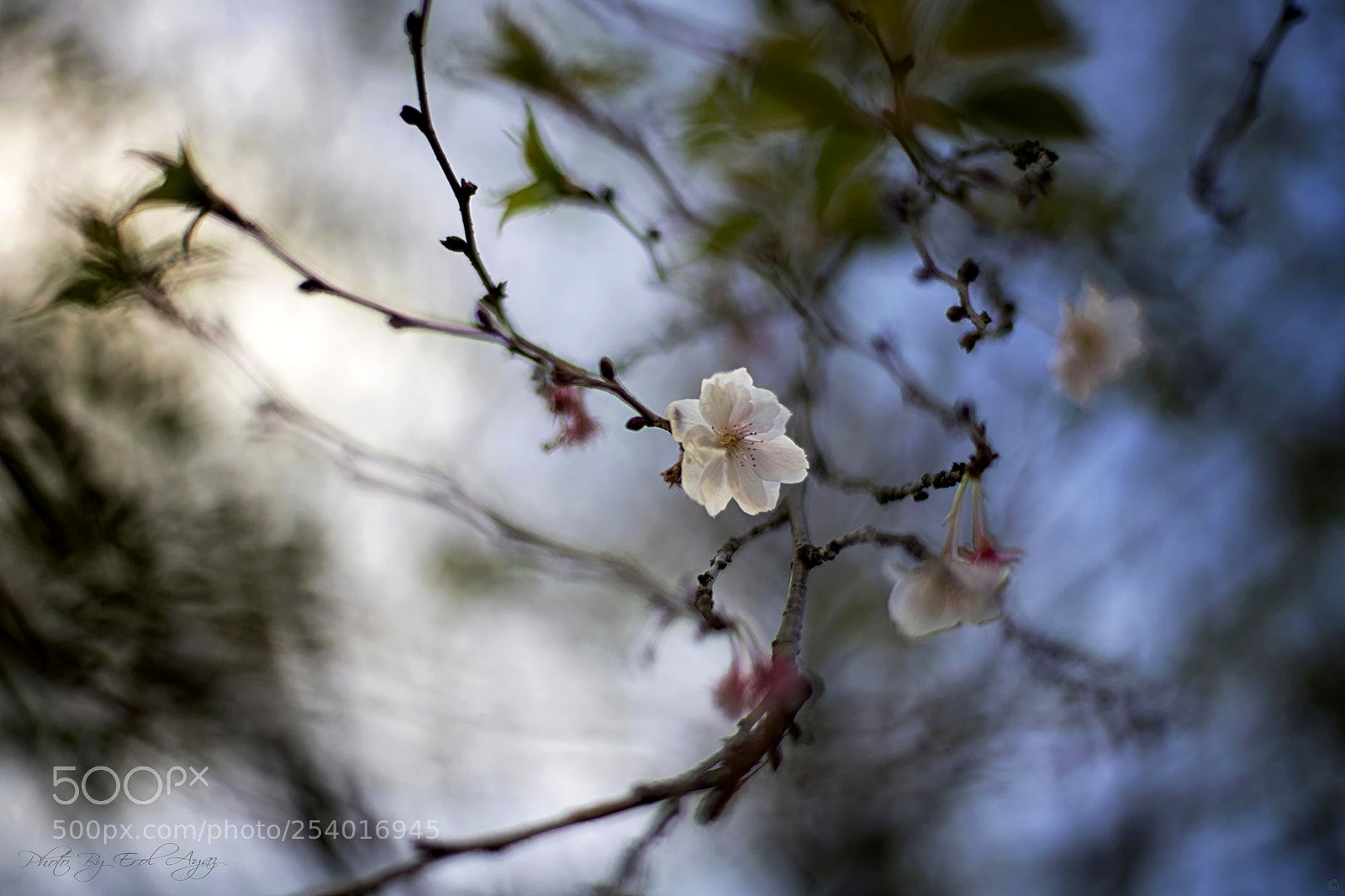 Canon EOS 6D Mark II sample photo. Another spring photography