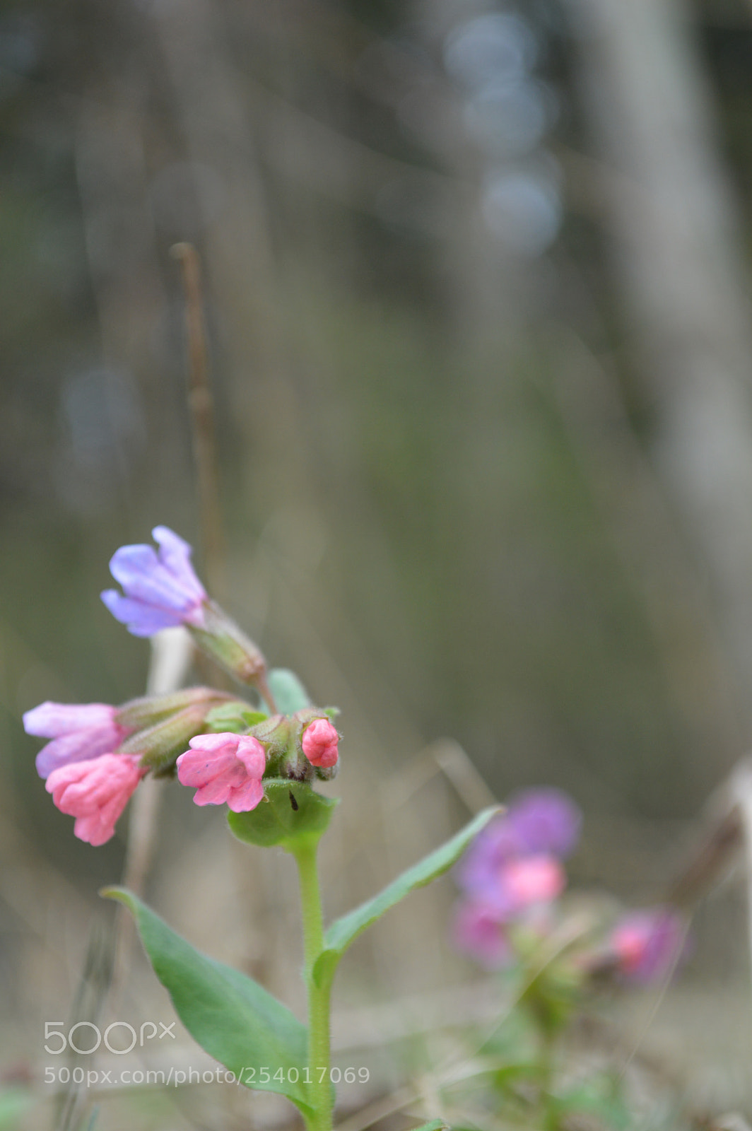 Nikon D3200 sample photo. Dsc photography