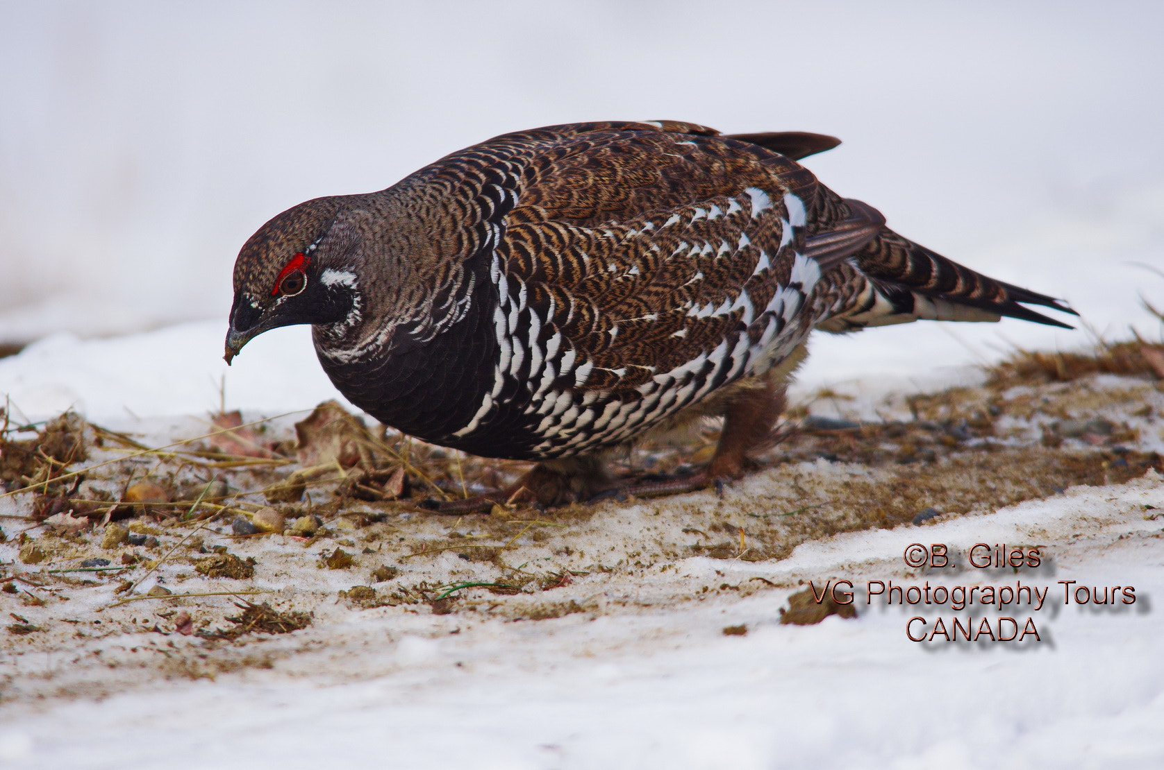 Pentax K-5 IIs + Sigma 150-500mm F5-6.3 DG OS HSM sample photo. Winter hardship photography