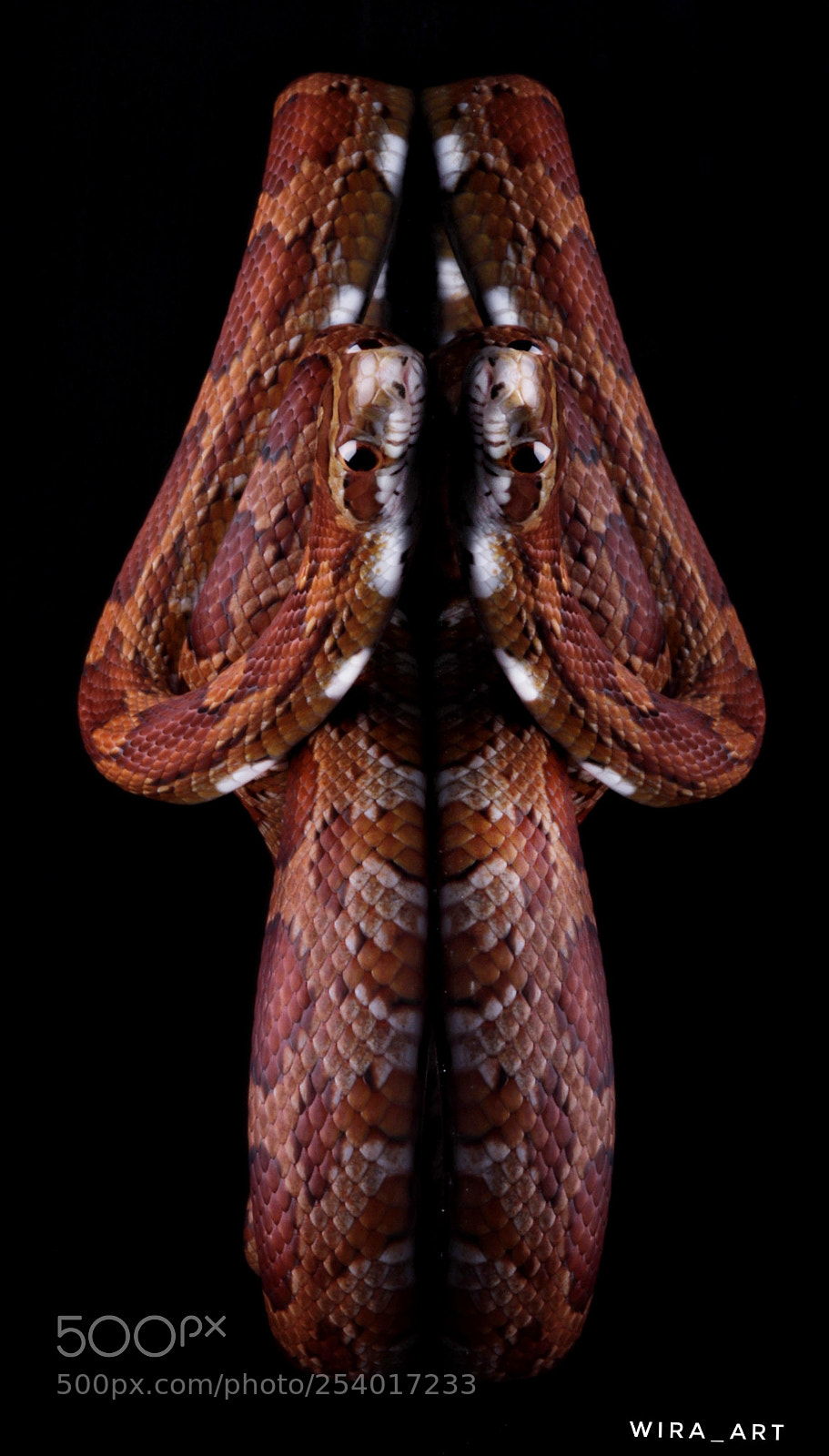 Canon EOS 7D Mark II sample photo. Corn snake photography