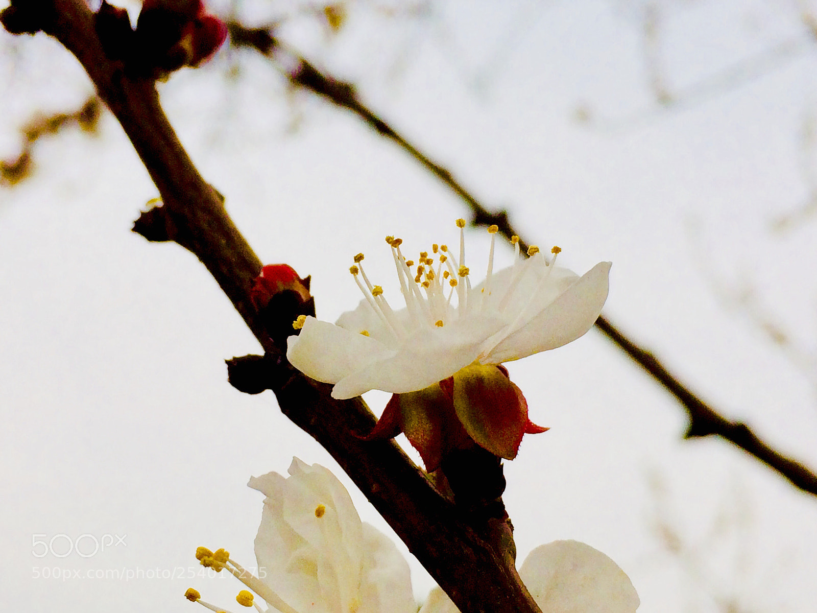 Apple iPhone 5s sample photo. Untitled photography