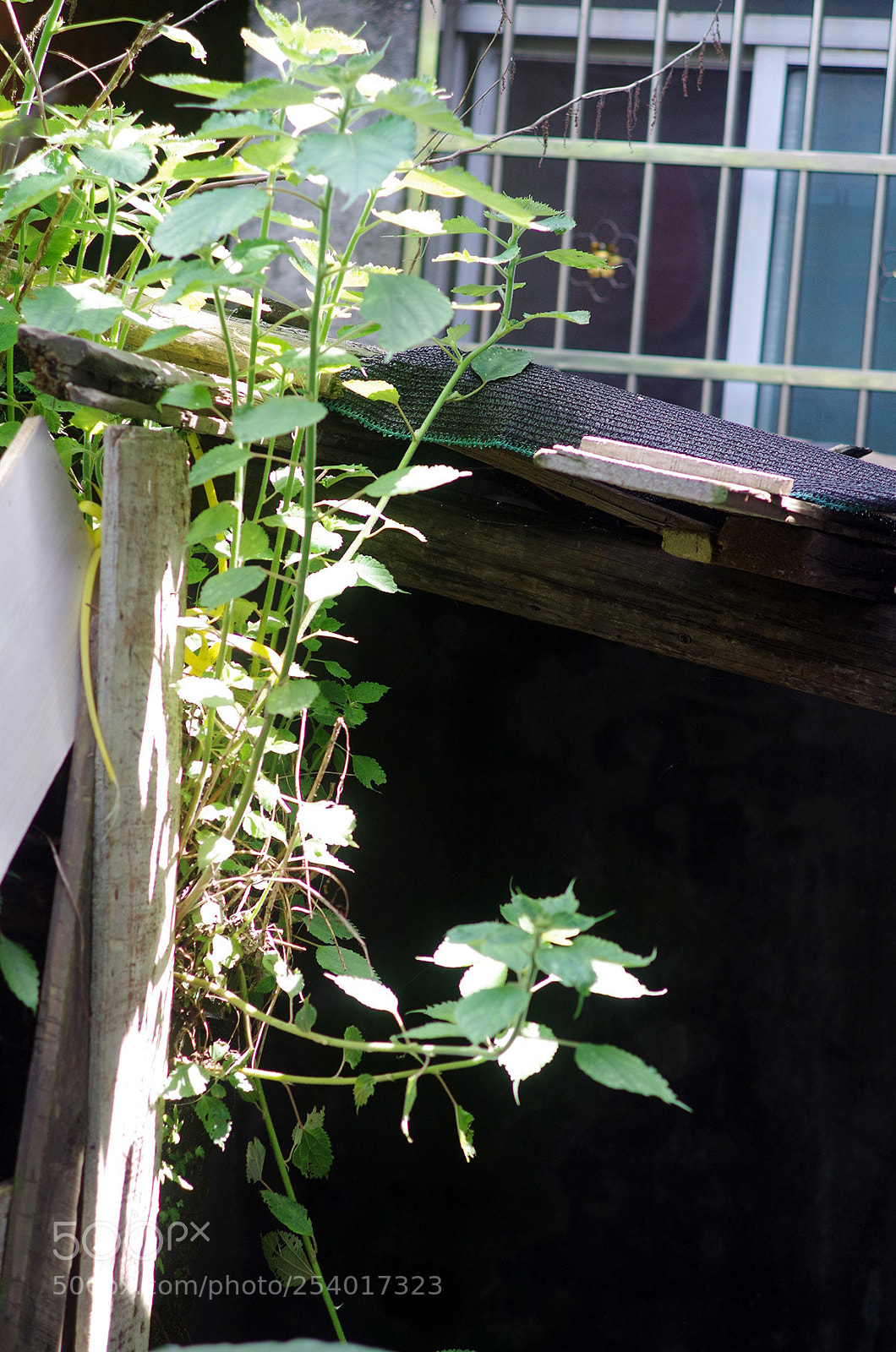 Pentax K-50 sample photo. Corner photography