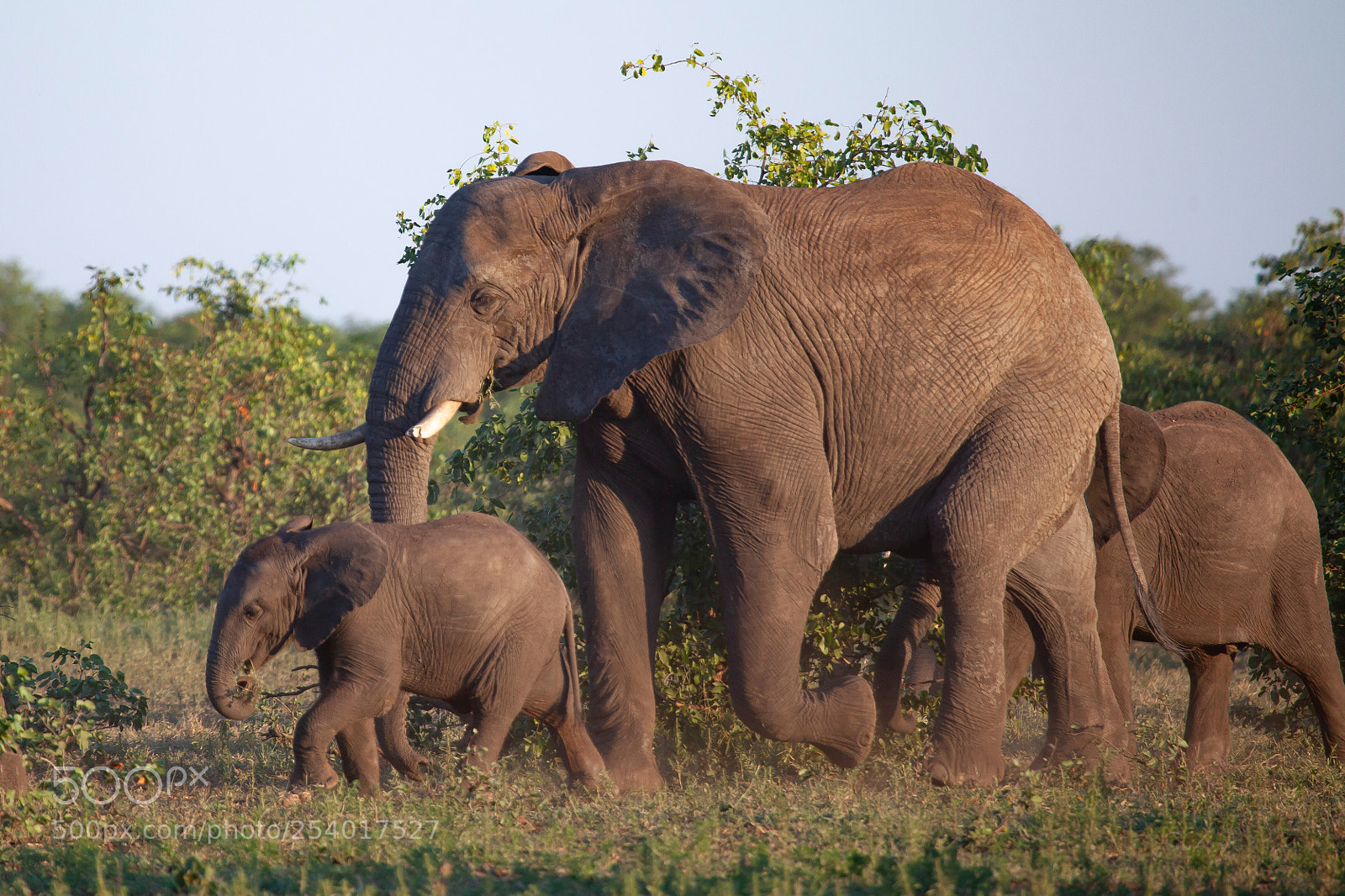 Canon EOS 5D Mark II sample photo. Elphants in kruger park photography