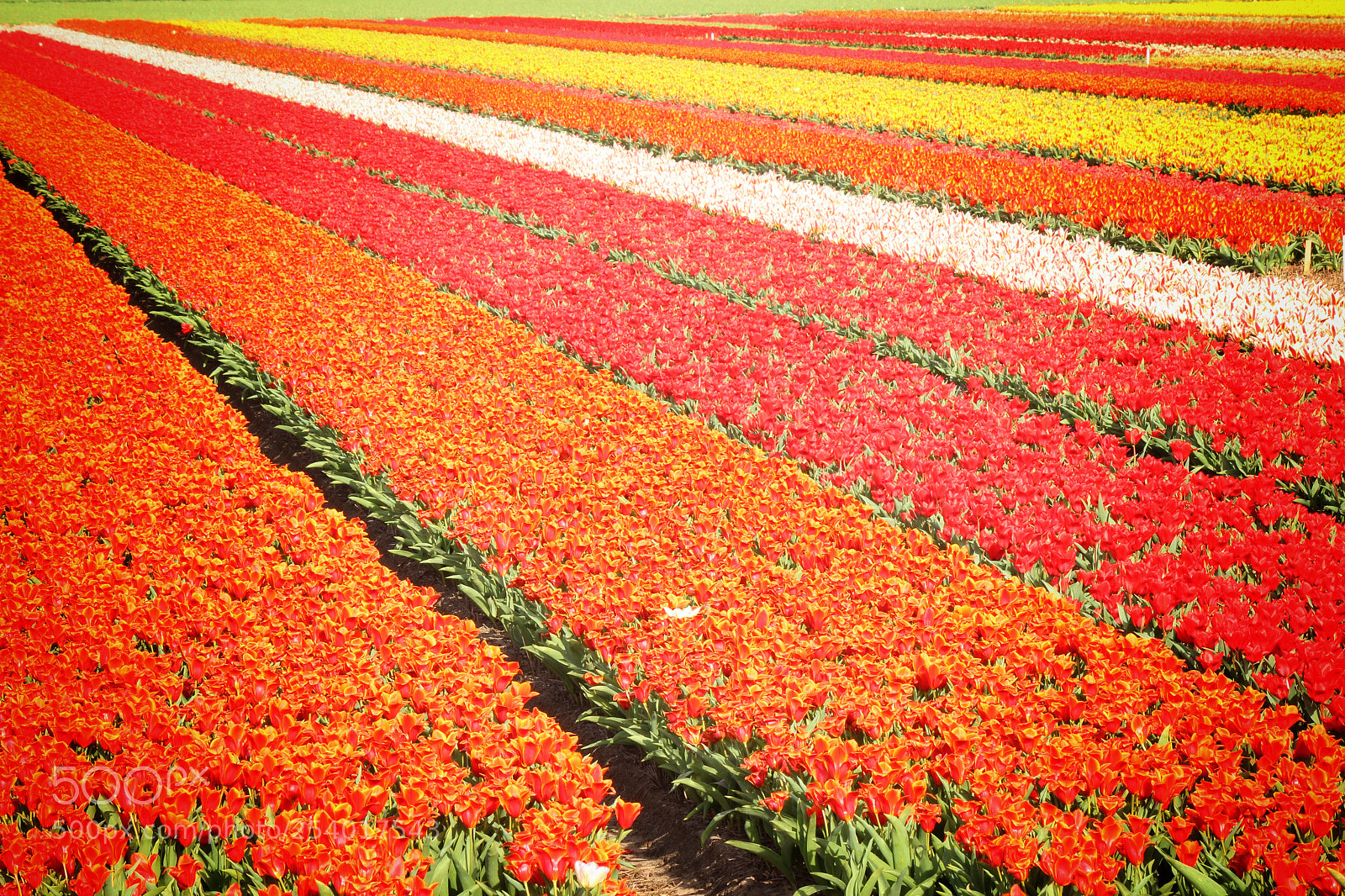 Canon EOS 600D (Rebel EOS T3i / EOS Kiss X5) sample photo. Flowerfield
 photography