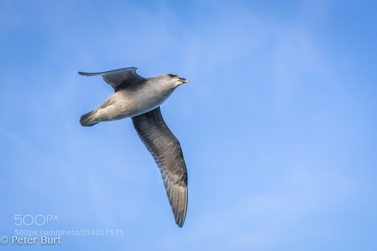 Canon EOS 5D Mark IV sample photo. Northern fulmar photography