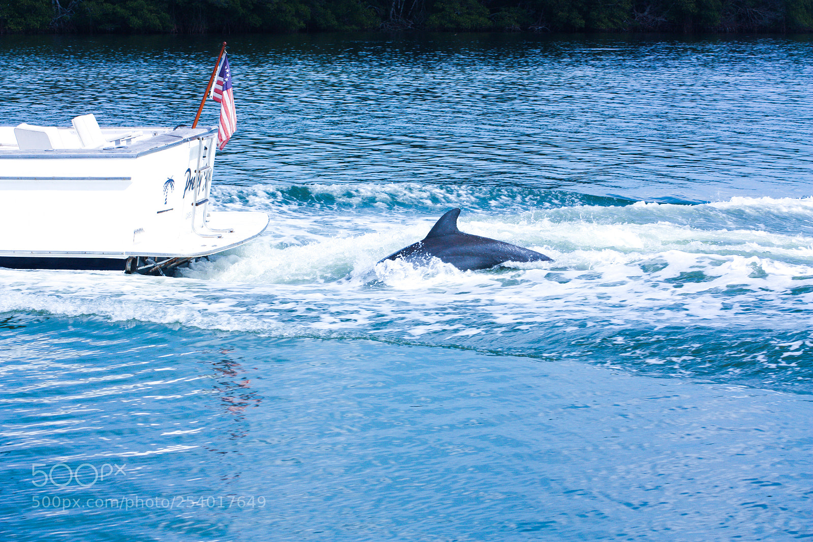 Canon EOS 450D (EOS Rebel XSi / EOS Kiss X2) sample photo. Dolphins, wake surfing. photography