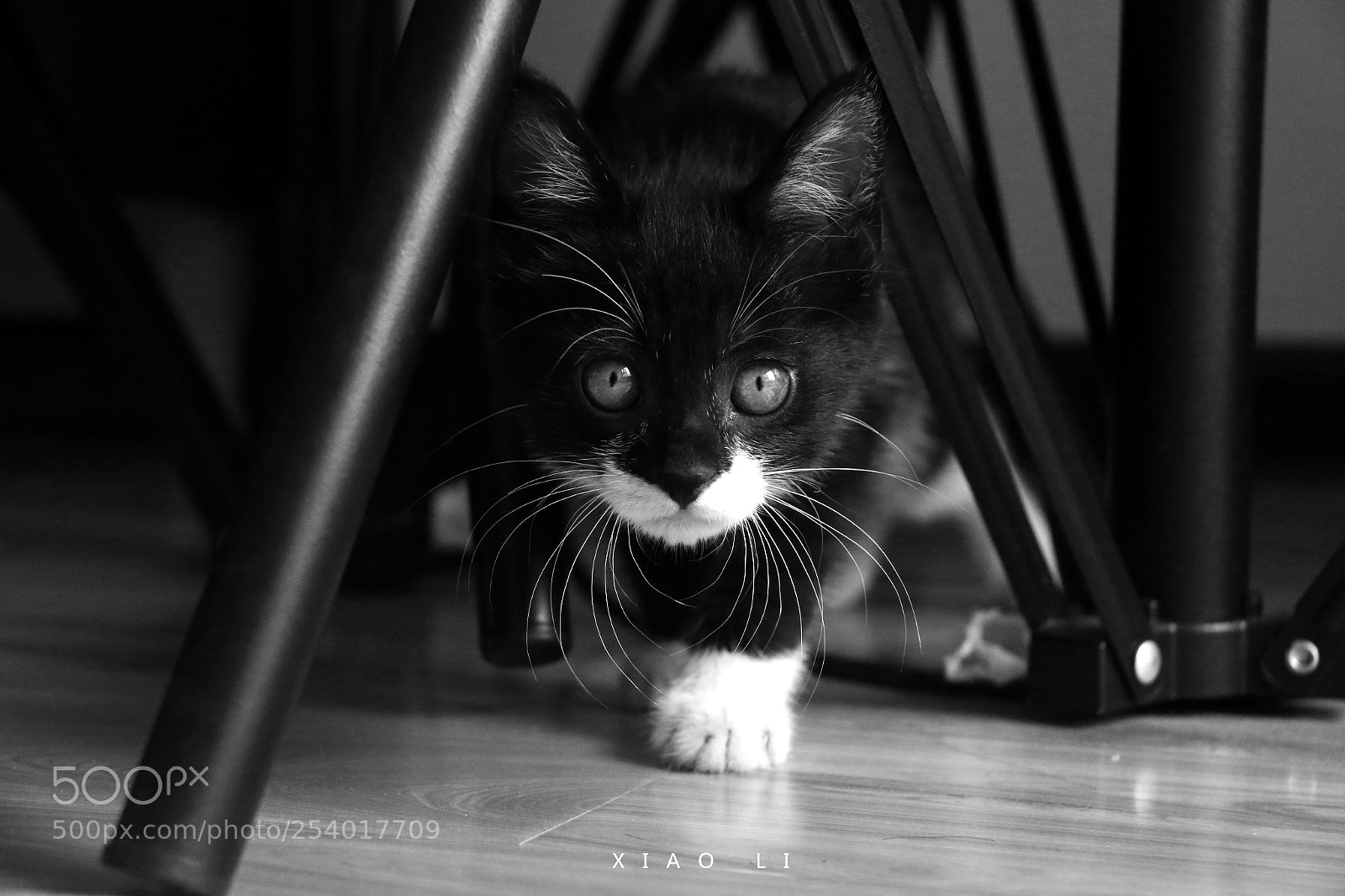 Canon EOS 70D sample photo. Lazy cat photography