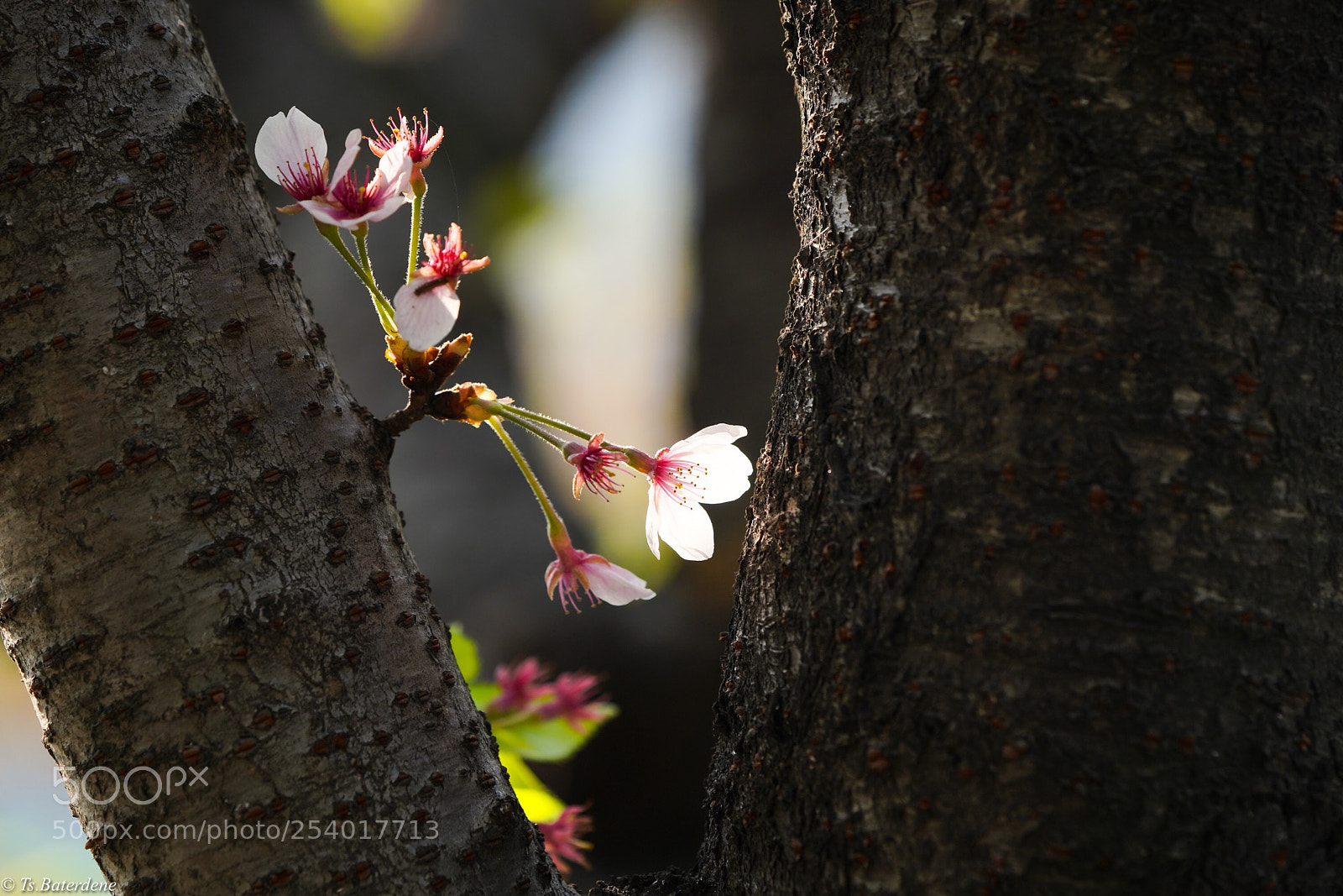 Sony a7R III sample photo. Last sakura photography